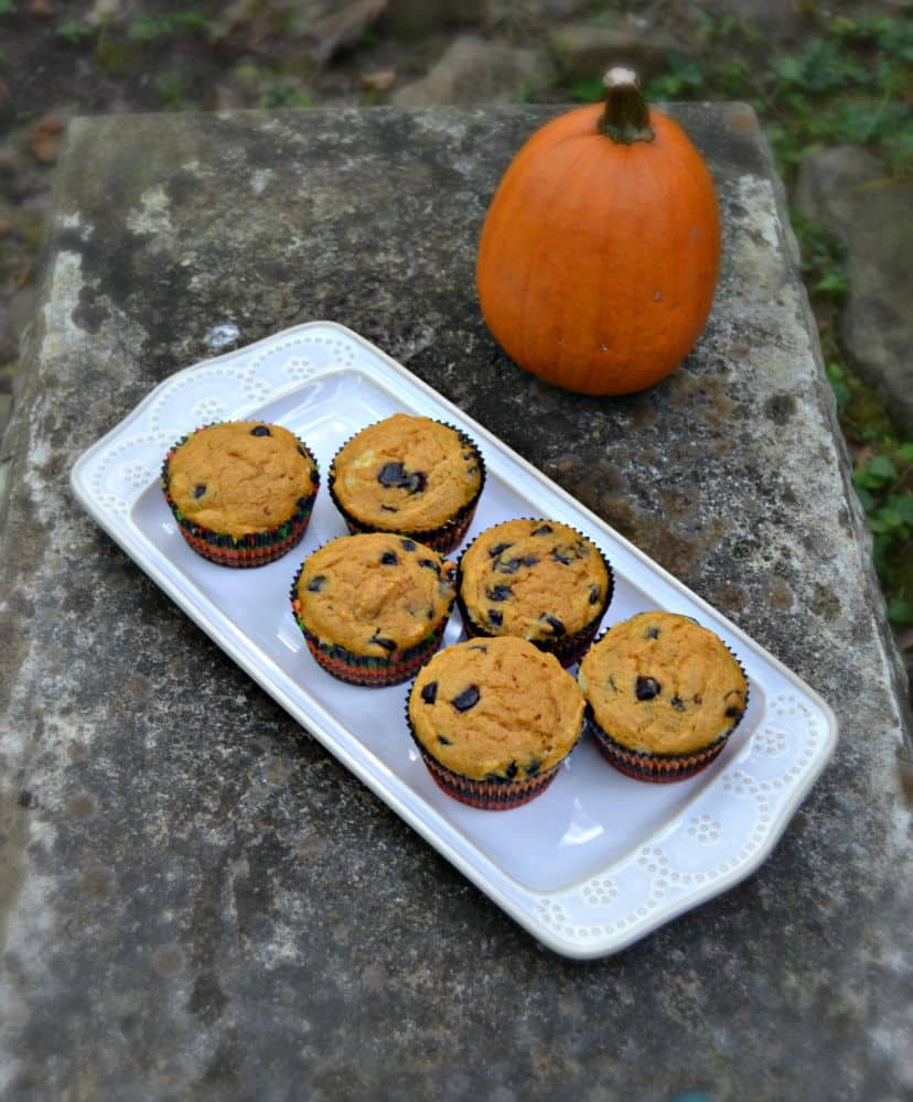 Delicious Pumpkin Chocolate Chip Muffins with Cheesecake Swirl Recipe