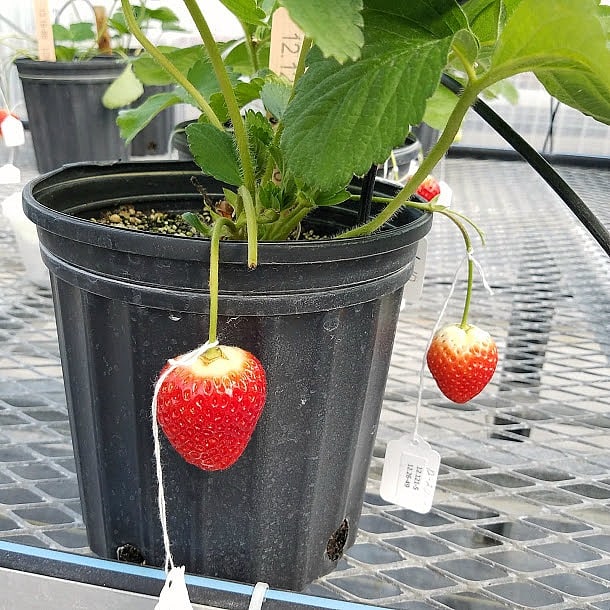 Strawberries in various stages of breeding.