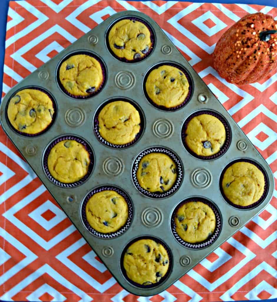 A muffin tin with 12 pumpkin chocolate chip cupcakes on an orange and white placemat with a pumpkin to the right of it.