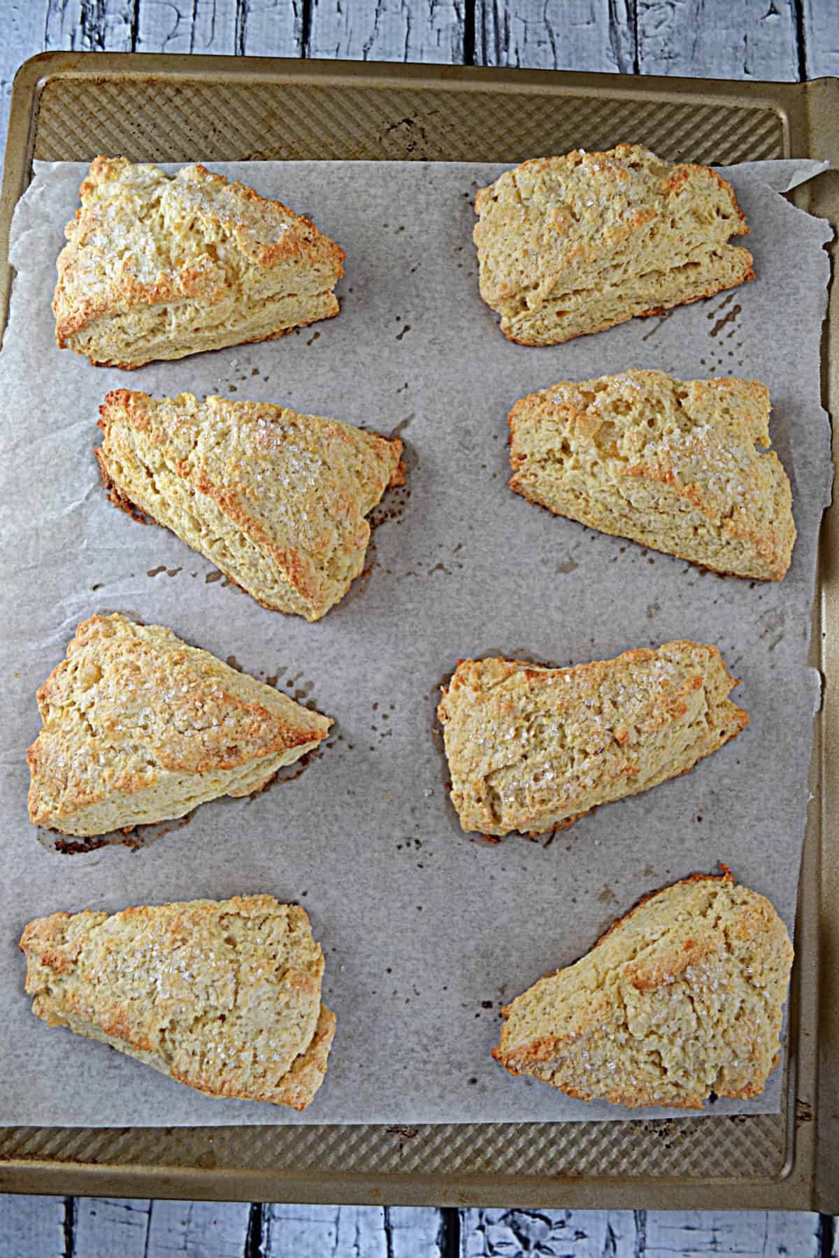 A baking sheet with eight baked scones on it.